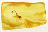 Detailed Fossil Hairy Plant Splint in Baltic Amber #288598-1
